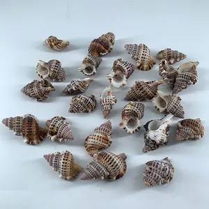 Harga 2-4Cm Baku Laut Shell untuk Sale Natural Conch Di Saham