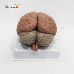 Modèle d'anatomie du cerveau ; Modèle d'anatomie de la structure neuronale du cerveau (2-4 parties) ; Modèle pédagogique médical - Product Image 4