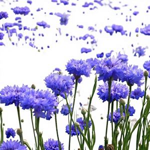 <span class=keywords><strong>Semi</strong></span> <span class=keywords><strong>di</strong></span> Aster Selvatici per Semina Primaverile, Fiori per Giardino e Paesaggistica, Orticoltura, Inverdimento, Fiori Freschi Resistenti al Freddo - Product Image 1