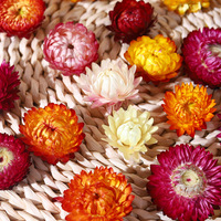 Vente en gros de fleurs de Bracteantha Bracteata séchées de haute qualité, fleurs de paille entières saines, thé de chrysanthème coloré arc-en-ciel