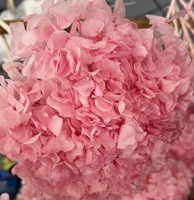 Vente en gros de grandes feuilles de hortensia rose stabilisées pour Thanksgiving, fleurs éternelles préservées à la glycérine, respectueuses de l'environnement, longue durée