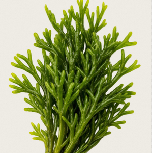 TW Codium Fragile PDRN, Materia Prima Cosmética de Alta Pureza a Base de Plantas Marinas, Concentrado de Polinucleótidos para el Cuidado Profesional de la Piel - Product Image 2