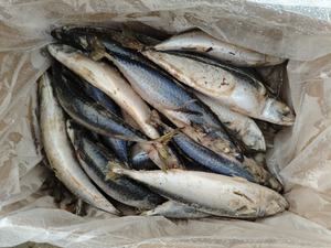 ปลาแมคเคอเรลแช่แข็ง 300-500 กรัม จับจากทะเลน้ำลึกโดยตรง เนื้อนุ่ม เหมาะสำหรับอาหารญี่ปุ่นและเกาหลี - Product Image 3