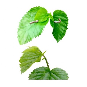 Máy Chế Biến Chiết Xuất Tách Lá Lanh Lá Bạc Hà Gỗ Húng Tây Lá Cọ Ngày Tự Động - Product Image 6