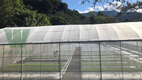 Serre commerciale à simple travée, système hydroponique, grande utilisation agricole, fabriquée en Europe, en PVC double couche
