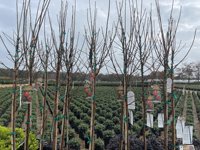 OEM Beschikbaar 30/100M 12/25mm Fabriekslevering Appel Perzik Tomaat Tuin Bindtape voor Dragon Fruit Boom Binden