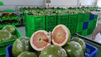 Biologische verse grapefruit pomelo citrusvruchten groene schil roze vruchtvlees 2kg Graad A 100% rijp Ben Tre Vietnam export