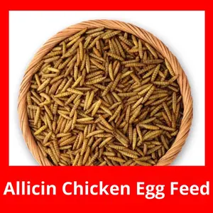 Insectos de Mosca <span class=keywords><strong>Soldado</strong></span> Negra Secados en Microondas para Alimento de Hámsteres y Tortugas, Alimento Nutritivo Esencial de Shandong <span class=keywords><strong>Universal</strong></span> - Product Image 2