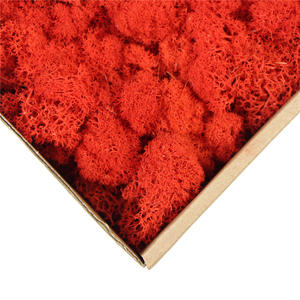 High Quality Preserved &amp; Real Moss for Valentine's Day Christmas &amp; Graduation Decorations Eco-Friendly Indoor/Outdoor Use - Product Image 3