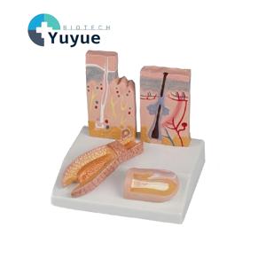 แบบจำลองกายวิภาคการเจริญเติบโตของเส้นผมและโครงสร้างหนังศีรษะพร้อมการแสดงภาพเนื้อเยื่อใต้ผิวหนัง - Product Image 1