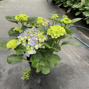 Hortensia <span class=keywords><strong>Macrophylla</strong></span>, Variedades Surtidas, Diferentes Tamaños, Perenne, Colorida, Hecha a Mano, Realista, Ramo de Flores Secas, Graduación - Product Image 1