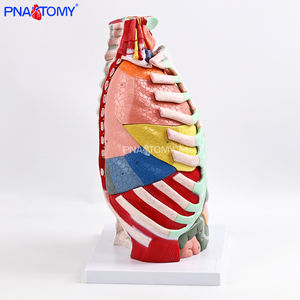 1:1 मानव थोरैसिक एनाटॉमी मॉडल डिचेबल हार्ट थायरॉयड, पसलियों, श्वसन प्रणाली, मांसपेशियों की कंकाल प्रणाली शिक्षण मॉडल - Product Image 3