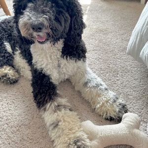 Cuscino in osso di cane pronto per la spedizione ricamato giocattolo per cani da addestramento all'aperto giocattoli Mini cuscino accessori per animali domestici - Product Image 6