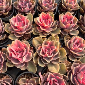 Adorno de suculenta Rainbow Variegata para jardín, pared exterior, interior, hogar, oficina, balcón, decoración de pared, fondo para espacios habitables - Product Image 1
