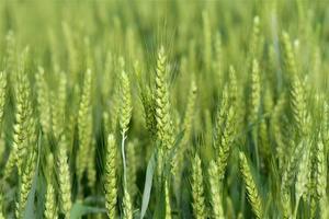 Pyroxasulfone 85% WG Herbicide Sélectif Pré-Émergence pour le Blé, le Maïs, le Soja, Contrôle des Graminées Annuelles et des Adventices à Feuilles Larges - Product Image 5