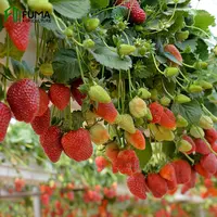 صوبة زراعية منخفضة التكلفة من Fuma, صوبة زراعية بأشكال مختلفة ، تعمل على زراعة فراولة وفراولة