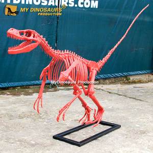 <span class=keywords><strong>Esqueleto</strong></span> <span class=keywords><strong>de</strong></span> <span class=keywords><strong>dinosaurio</strong></span> <span class=keywords><strong>de</strong></span> fibra <span class=keywords><strong>de</strong></span> vidrio fósil <span class=keywords><strong>de</strong></span> resina My Dino con nuevo estilo <span class=keywords><strong>Velociraptor</strong></span> rosa para - Product Image 2