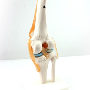 Modelo Anatómico de Articulación de Rodilla, Maniquí de PVC de Tamaño Real para Entrenamiento Escolar - Product Image 3
