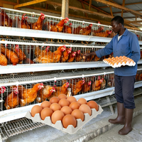 Système de cages à poules pondeuses durables, équipement d'élevage avicole commercial, cages en batterie multi-niveaux pour la production d'œufs