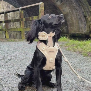 通気性と耐久性に優れたペット用品メーカー、ファッションプライベートラベル、カスタムプリント、調節可能なノープルペット猫犬用ハーネス - Product Image 5