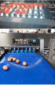 Trứng trọng lượng phân loại SORTER trứng phân loại và candling máy - Product Image 5