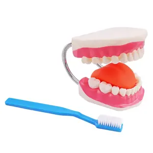 Modelo de cuidado Dental STEM con cepillo de dientes humano, 28 unidades, modelo de Medicina Biológica y enseñanza, modelo anatómico, 2023