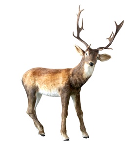 <span class=keywords><strong>Buon</strong></span> <span class=keywords><strong>natale</strong></span> nuovi prodotti all'aperto animate simulate animali pelliccia elettrica di cervo ornamento Animatronic renna - Product Image 6