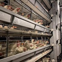 Nouveau Bestseller : Poulailler H-Type entièrement automatique grande capacité pour poulets et canards, avec système d'évacuation des excréments, en plaque galvanisée à chaud, longue durée de vie
