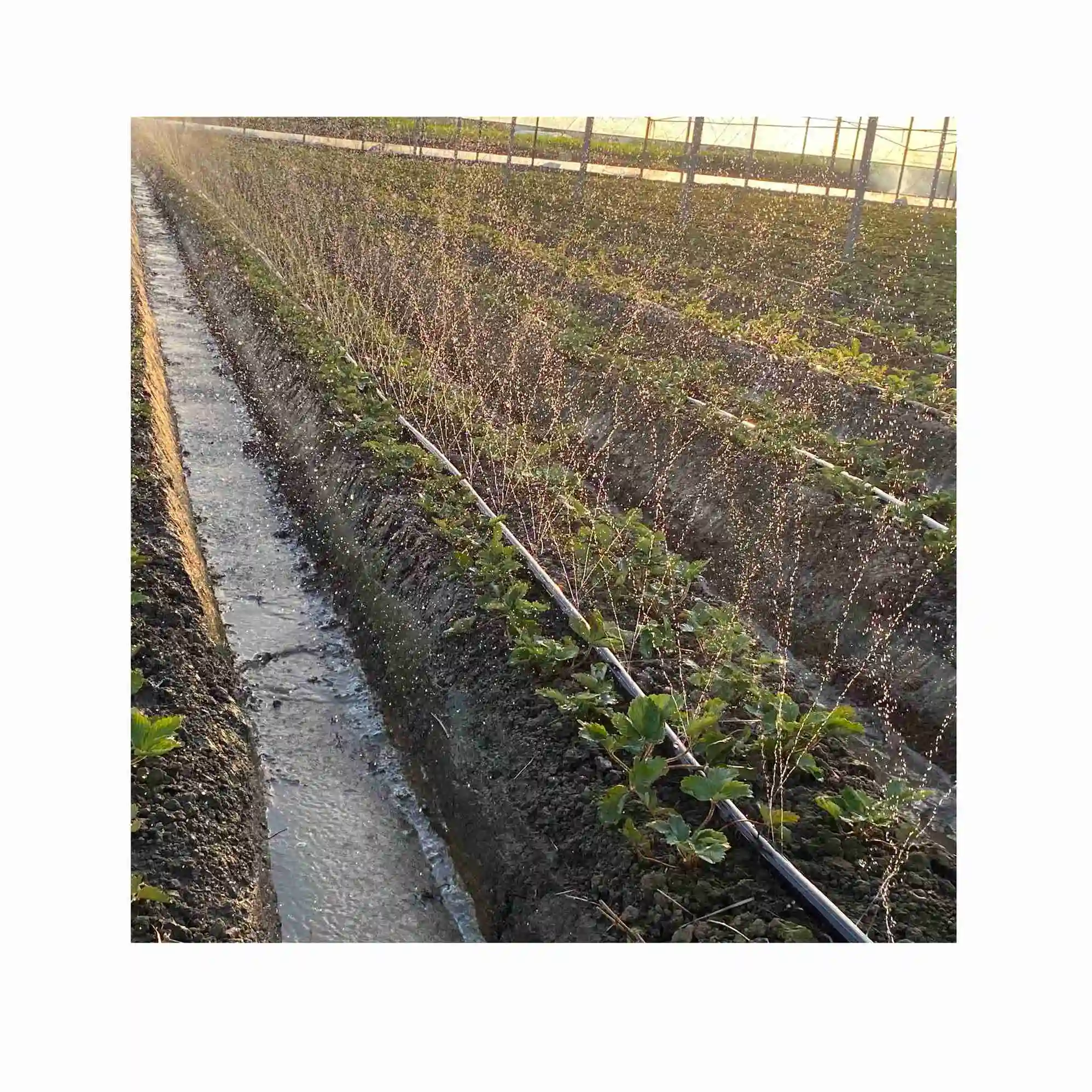 Neetrure PE ground tile drip line irrigation hose