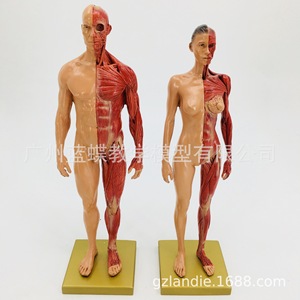 Modèle de figurine humaine artistique de 30 cm : Anatomie musculo-squelettique et structure humaine pour l'enseignement de la peinture CG et de la sculpture - Product Image 2