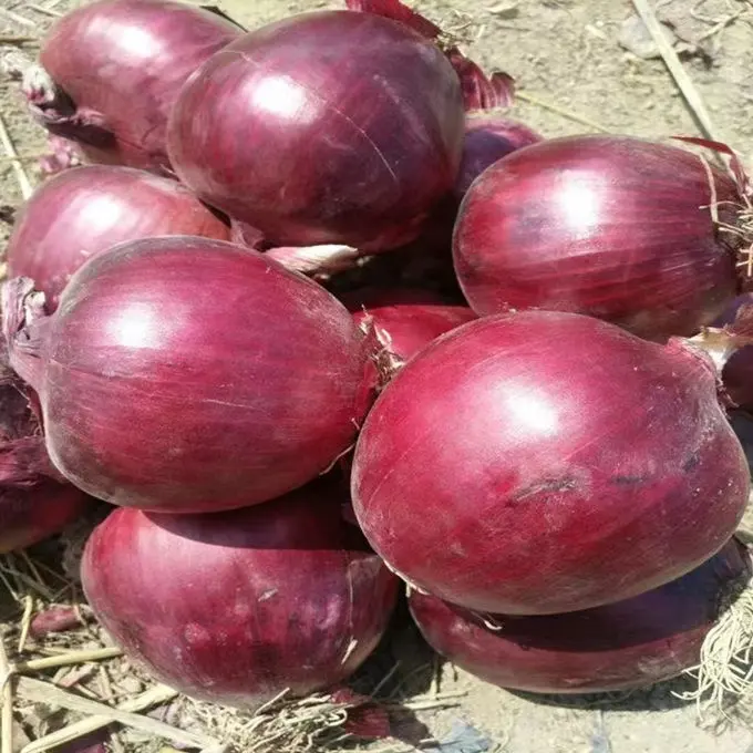 Premium Fresh Quality Red In Bulk Onion New Crop Egypt Fresh Red Onions Good Price Natural Healthy Red onions Wholesale