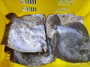 <span class=keywords><strong>Pescado</strong></span> <span class=keywords><strong>Turbot</strong></span> Entero Congelado de Primera Calidad para Venta al por Mayor y Distribución de Mariscos - Product Image 4
