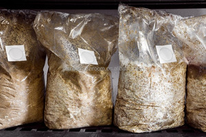 Sacs de culture de champignons en PP autoclavables avec filtre pour la culture de shiitake - Product Image 4