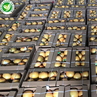 Scherpe Draakverse Zoete Pomelo |   Premium Chinese citrusvruchten leverancier voor wereldwijde kopers van verse producten