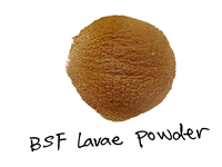 Poudre de protéine BSFL dégraissée pour oiseaux poissons lézards geckos additifs alimentaires pour chats et chiens