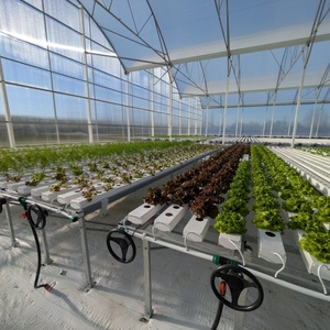 Sistema Hidropónico NFT en Forma de A para Cultivo de <span class=keywords><strong>Lechuga</strong></span> - Product Image 4