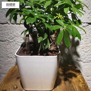 YIZHITANG <span class=keywords><strong>vasi</strong></span> autoassorbenti da 5 pollici <span class=keywords><strong>per</strong></span> decorazioni <span class=keywords><strong>per</strong></span> il giardino di casa matrimonio composizioni floreali Bonsai <span class=keywords><strong>piante</strong></span> in plastica succulenta - Product Image 4