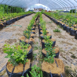 HOKBG Agrícola Venta al por mayor Granja al aire libre 45 50 60 200 galones Bolsa de maceta negra tejida PP grande Bolsa de cultivo de jardín para arándanos - Product Image 6