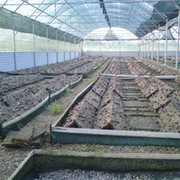 Serre à tunnel agricole bon marché avec système de refroidissement Serre d'élevage de poulets et d'escargots à vendre