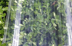 กระเบื้องหลังคาโปร่งแสง FRP กันน้ำ <span class=keywords><strong>แผ่น</strong></span>หลังคา PVC และ <span class=keywords><strong>UPVC</strong></span> ทนไฟ สำหรับบ้านไร่และโกดัง <span class=keywords><strong>แผ่น</strong></span>หลังคา <span class=keywords><strong>UPVC</strong></span> - Product Image 5