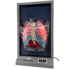 Modèle de mouvement respiratoire humain Qinghua, simulation du mouvement diaphragmatique, modèle cardio-pulmonaire humain, enseignement biomédical - Product Image 3
