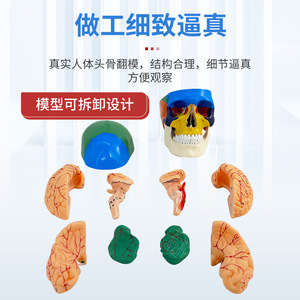 Modèle d'anatomie crânienne humaine 1:1 pour la simulation pédagogique, avec vertèbres cervicales et artères cérébrales ; séparation des couleurs. - Product Image 2