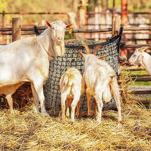 Thức ăn chậm hay lưới công suất lớn túi thức ăn cho ngựa cả ngày cho ngựa ăn hàng dê hay lưới - Product Image 3