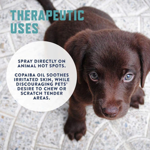 <span class=keywords><strong>Corrector</strong></span> natural amargo sin masticar para perros y gatos, espray disuasorio fuerte para mascotas, dejar de morder y masticar, entrenamiento no tóxico - Product Image 5