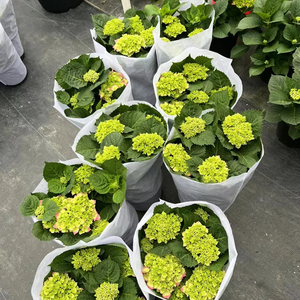 Hortensia <span class=keywords><strong>Macrophylla</strong></span>, Variedades Surtidas, Diferentes Tamaños, Perenne, Colorida, Hecha a Mano, Realista, Ramo de Flores Secas, Graduación - Product Image 3