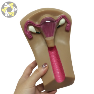 Simulador de entrenamiento de útero DIU modelo educativo de ciencia médica con Anatomía de ovario para anticonceptivo Intrauterino - Product Image 1