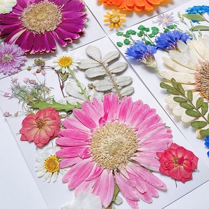 DM746 Fleurs séchées fraîchement pressées, fruits, feuilles naturelles, accessoires pour la fabrication de bougies, de savons et de décorations en résine DIY - Product Image 1