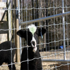 Alta calidad portátil ovejas obstáculos galvanizado ganado cabra ovejas patio valla paneles ovejas valla <span class=keywords><strong>para</strong></span> granja archivado - Product Image 4