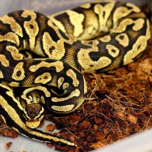 Virutas de Cáscara de Coco Natural de 4.5KG 5KG para Mascotas, Reptiles - Product Image 3