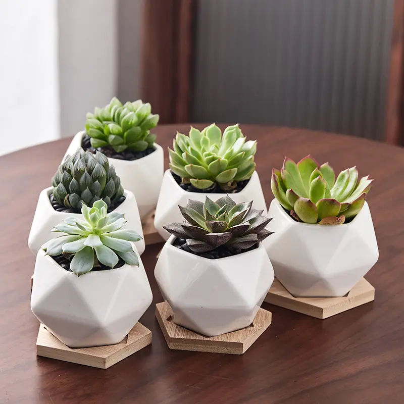 Wholesale indoor garden white small geometric succulent plant pot ceramic pots for plants